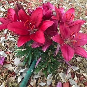 Meet your Posher, Days